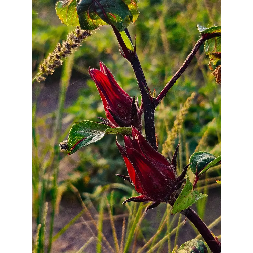 Hibiscus séchées - Epices entières