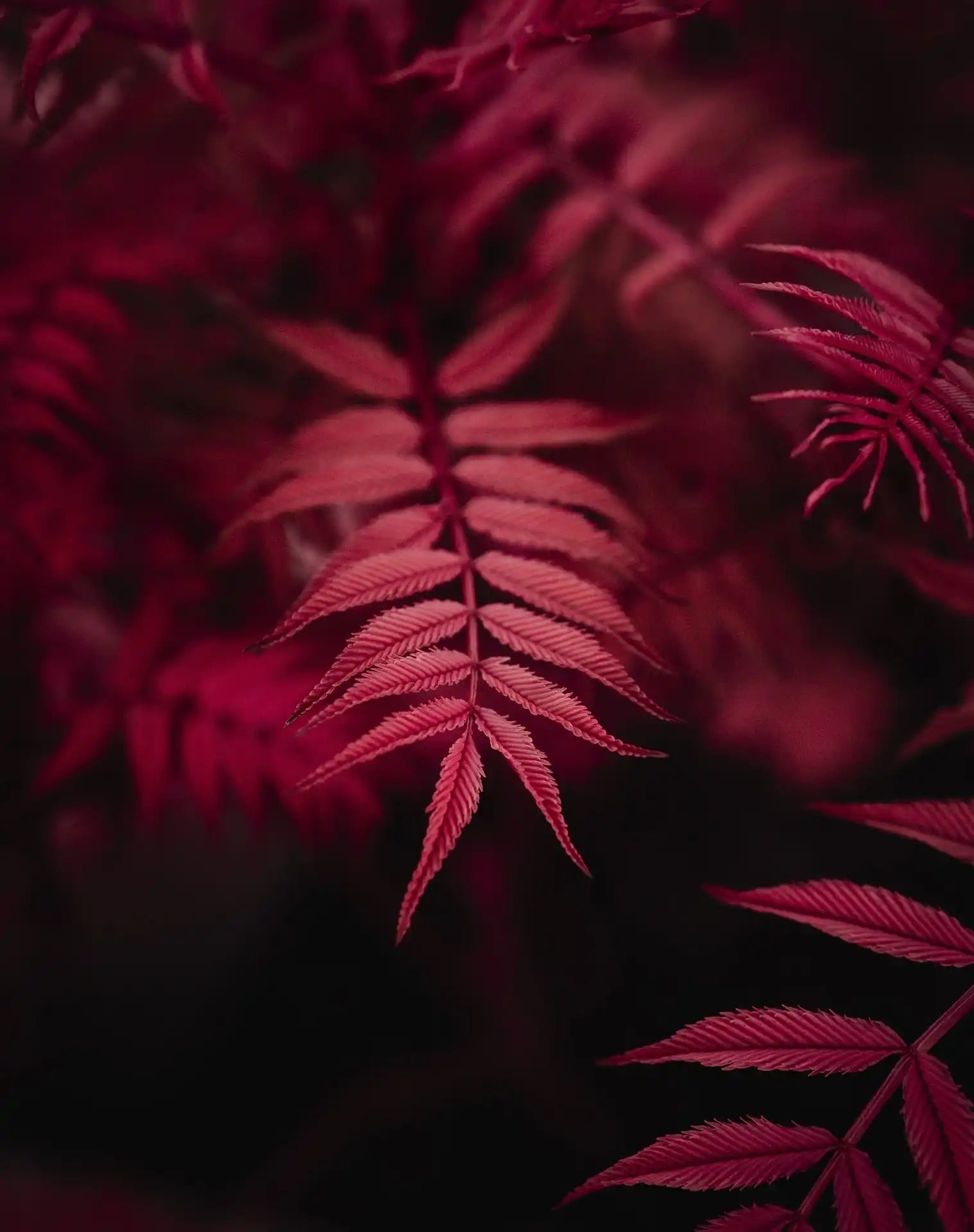 Feuilles de fougère rouge profond avec des frondes délicates et pennées.